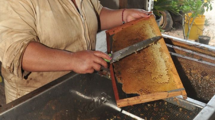 Granjas porcícolas afectan la producción de miel en Yucatán, denuncian apicultores