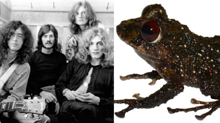 Led Zeppelin: Así nombraron a una rana en Ecuador