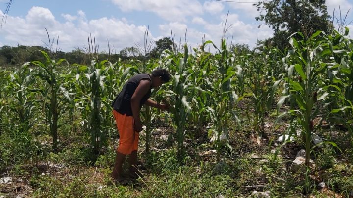 Niños de Hunucmá, Yucatán, dejan la escuela para trabajar en el campo