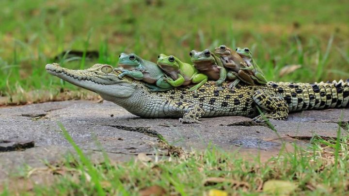 Caimán: El reptil que habita en Quintana Roo