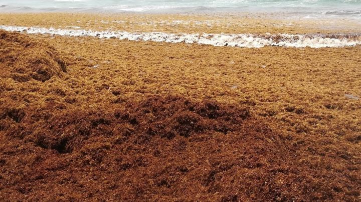 Recale masivo de sargazo 'ahoga' playas de Cozumel