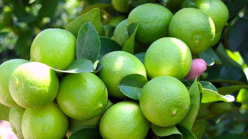 Yucatán 'exprime' el jugo al limón persa; posee el 63.59% de la producción en la Península