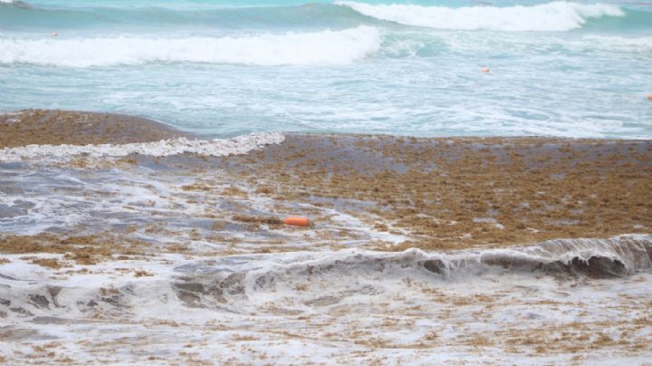 Sargazo 'tiñe de color café' las playas de Tulum, Cozumel y Cancún