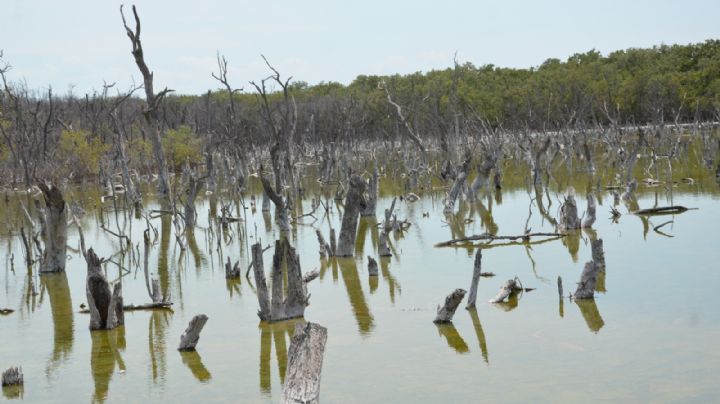 Laguna de Términos en Campeche pierde más de 50 mil hectáreas de manglar: Conanp