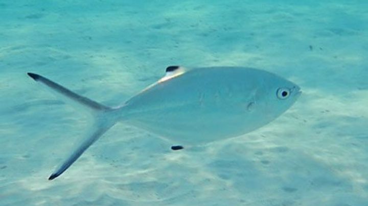 Palometa, el pez más complicado de pescar en Quintana Roo