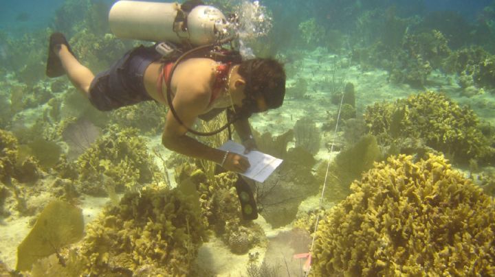 Inapesca busca recuperar 265 mil colonias de coral en Quintana Roo