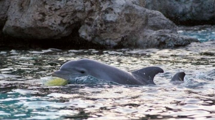 Más de 400 mamíferos marinos son explotados en delfinarios de Quintana Roo