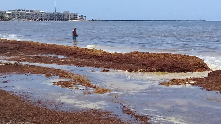 Sargazo se pudre en las costas de Playa del Carmen y afecta actividad turística