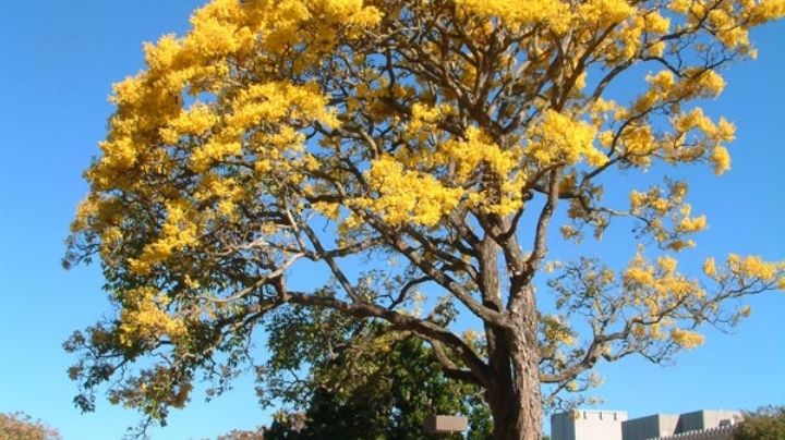 Amapa amarilla: Los colores dorados de la primavera en Quintana Roo
