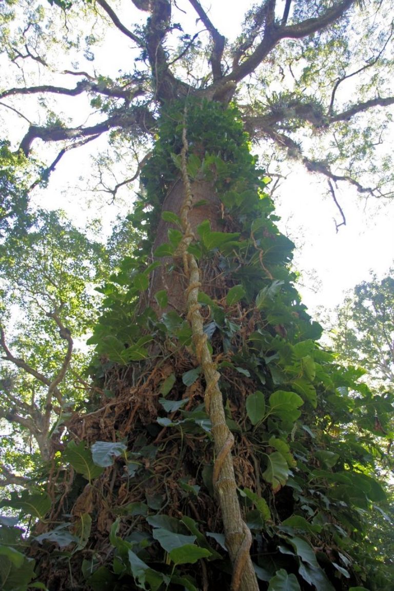 Árbol de Caoba: El 'Oro Rojo' de Quintana Roo