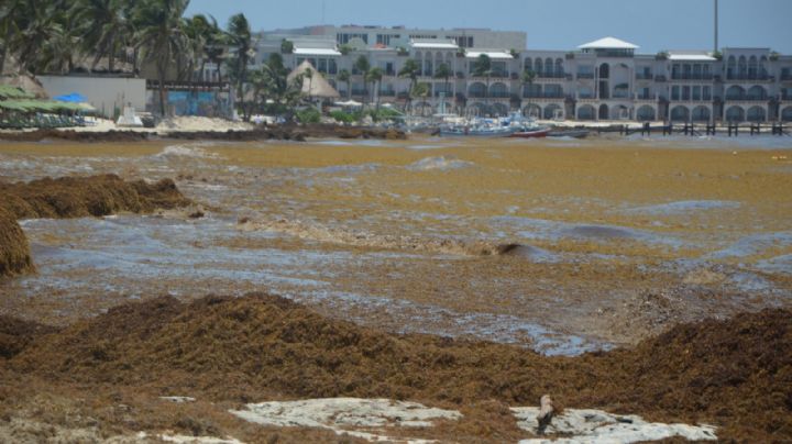Recale de sargazo 'echa a perder' vacaciones a turistas en playas de Quintana Roo