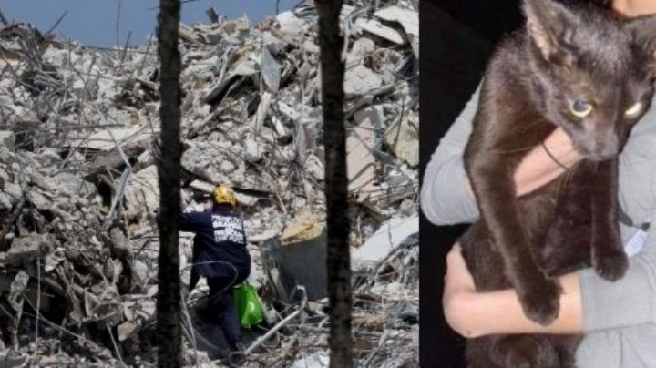 Binx, el gato que sobrevivió al derrumbe del edificio en Miami, se reúne con su familia