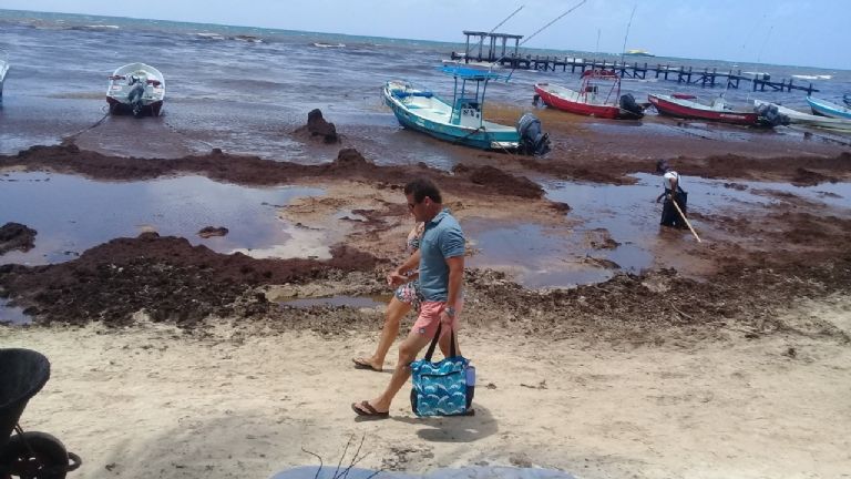 Sargazo da 'tiro de gracia' a pescadores de Playa El Recodo en Solidaridad  | PorEsto