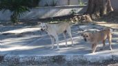 En Yucatán, cada cinco días se recibe una queja por maltrato animal: FGE