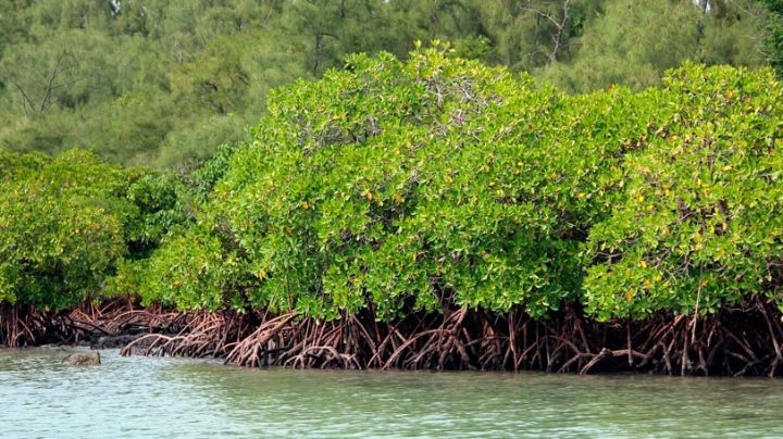 En 40 años, Campeche perdió más de 16 mil hectáreas de manglar: Conabio