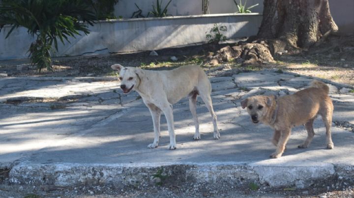 Investigan matanza de mascotas en la comisaría de Flamboyanes, Progreso