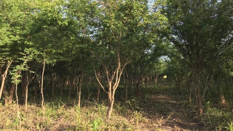 Hallan el cuerpo de un joven desaparecido en rancho de Palizada, Campeche