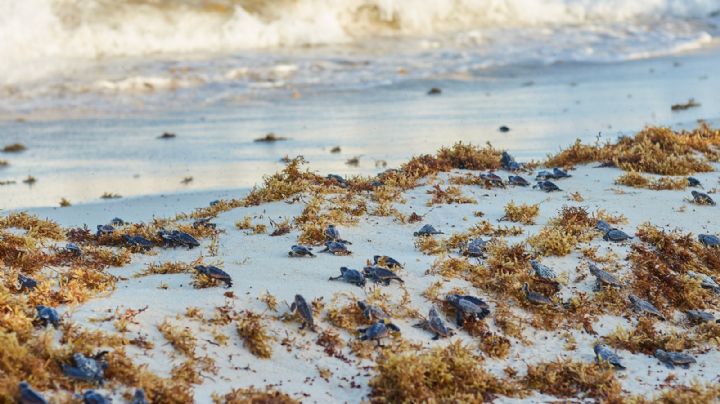 Autoridades marítimas liberan más de 10 mil tortuguitas en Cozumel
