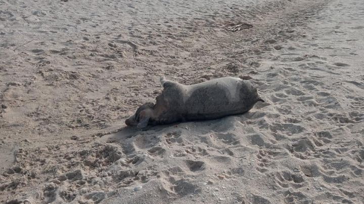 Hallan cerdito muerto en las playas del Pueblo Mágico de Sisal, Yucatán