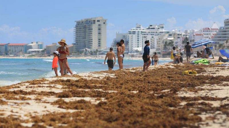 Alerta por 'ola' de sargazo en Quintana Roo; mataría arrecifes, asegura red de monitoreo