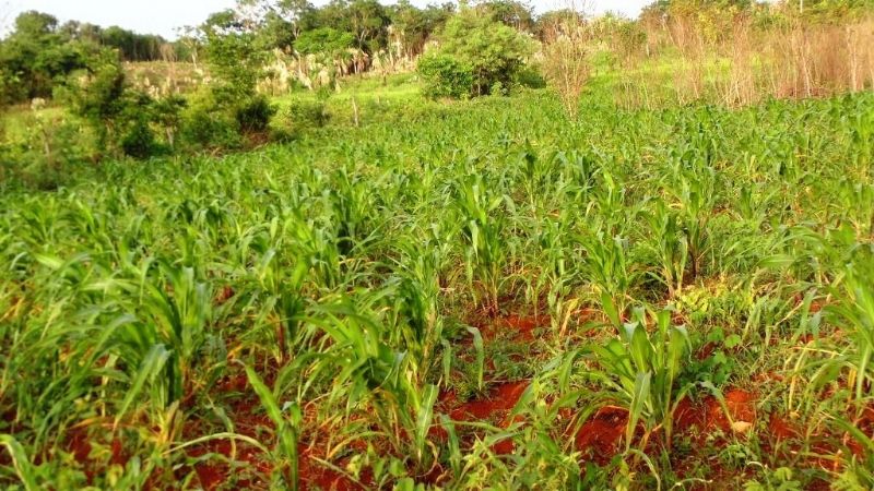 Campesinos de Sabán pierden cosechas por sequía en José María Morelos