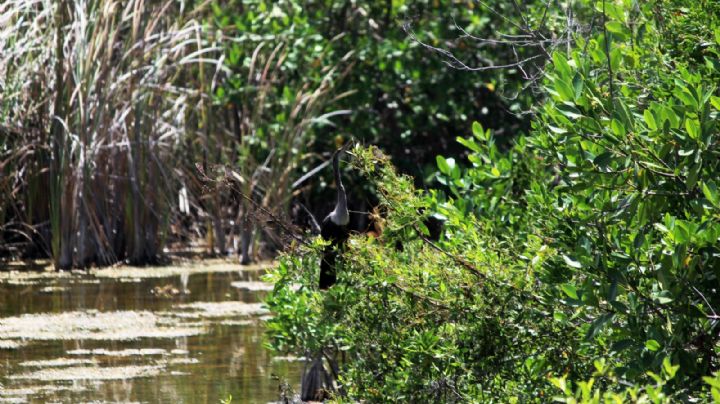 Devastación de manglares: mira el antes y después en Quintana Roo