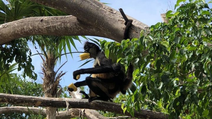 Desaparece familia de mono araña en comunidad de Playa del Carmen