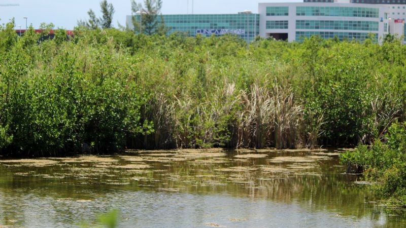 Quintana Roo, el segundo estado con más pérdidas de manglares en México: Conabio