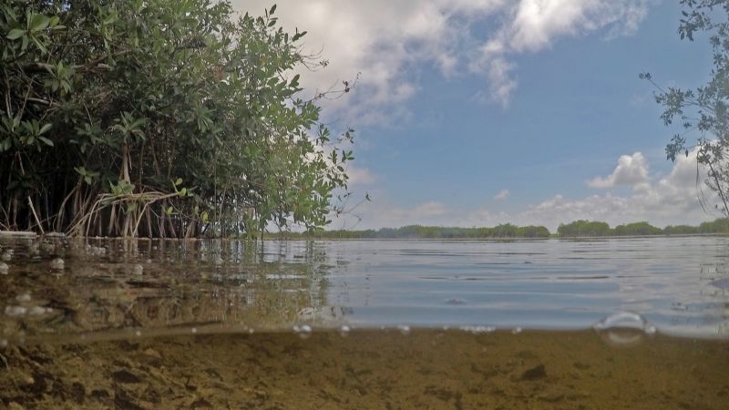 Construcciones turísticas y fenómenos naturales, causa del daño al manglar desde Cancún a Mahahual