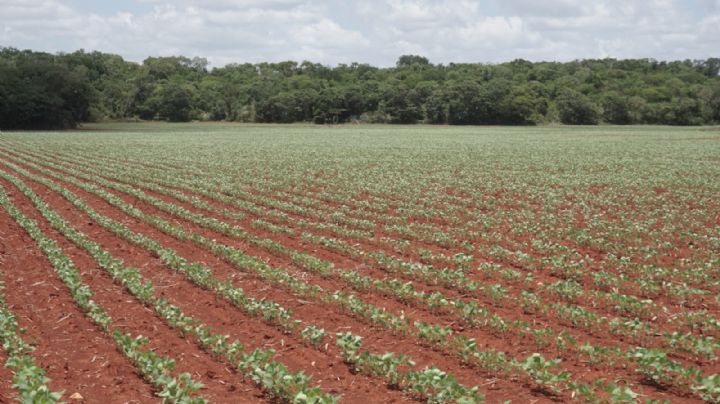 Campos menonitas producirán el 54.4% de granos en Campeche