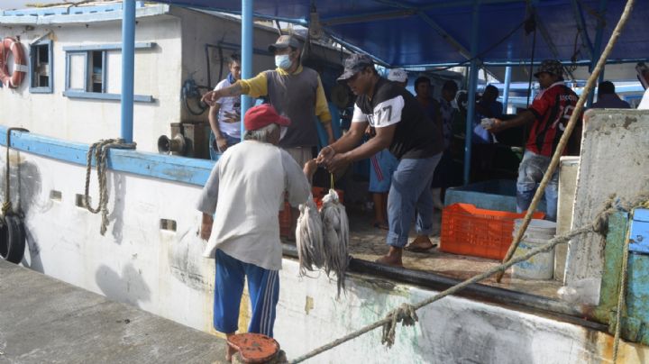 Grace beneficiará la temporada de pulpo en la costas de Yucatán: Pescadores