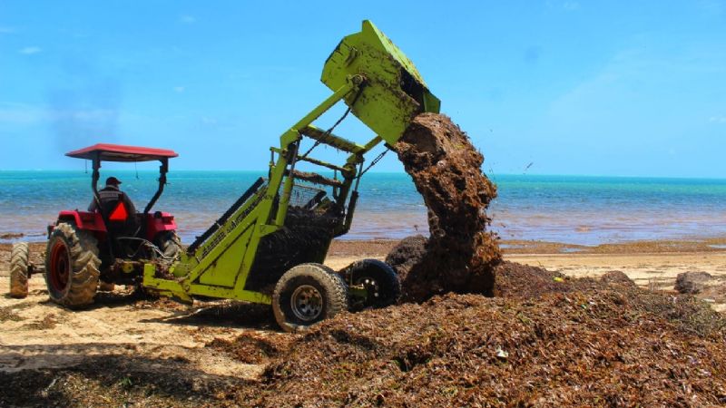 AMLO exhibe robo de recursos para limpieza de sargazo en Quintana Roo