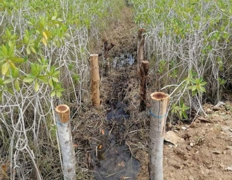 Denuncian ecocidio en el Estero de Chac en Chetumal, Quintana Roo | PorEsto