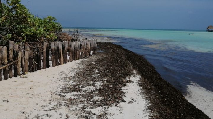 Zofemat ha recogido más de 25 toneladas de sargazo en Isla Mujeres