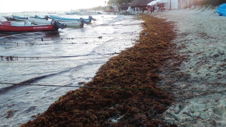 Diputada pide a autoridades que intensifiquen los trabajos del sargazo en Playa del Carmen