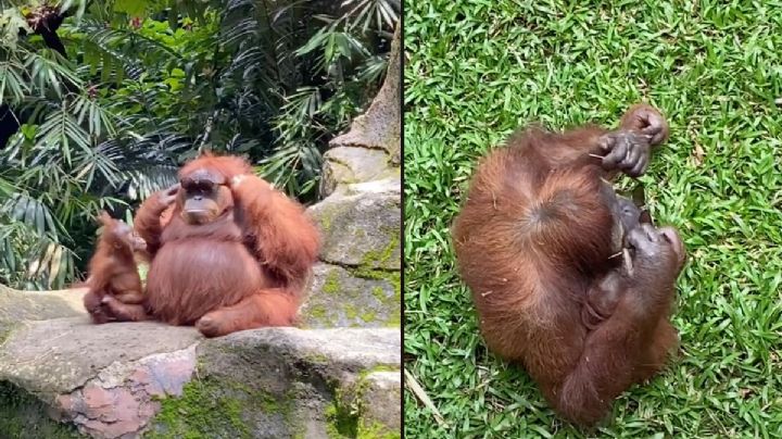 Orangután se divierte con unos lentes que cayeron a su jaula: VIDEO
