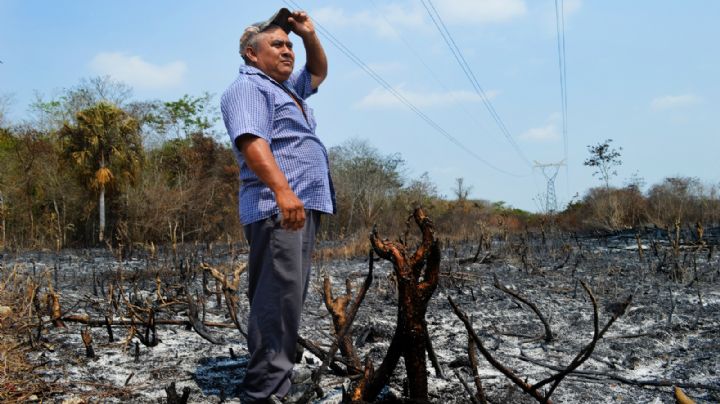 Quintana Roo pierde mil 813 hectáreas de selva por incendios forestales: Conafor