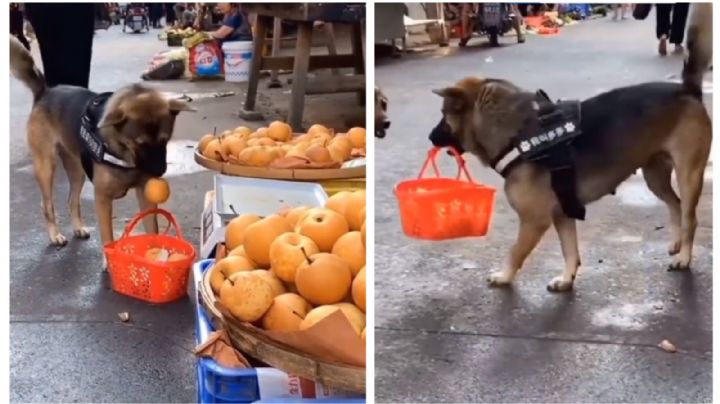 Con todo y canasta, perrito va al mercado a comprar manzanas: VIDEO