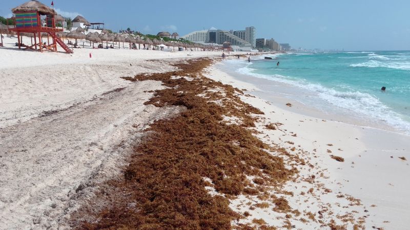 Playas 'Blue Flag' en Cancún, sin mantenimiento y llenas de sargazo