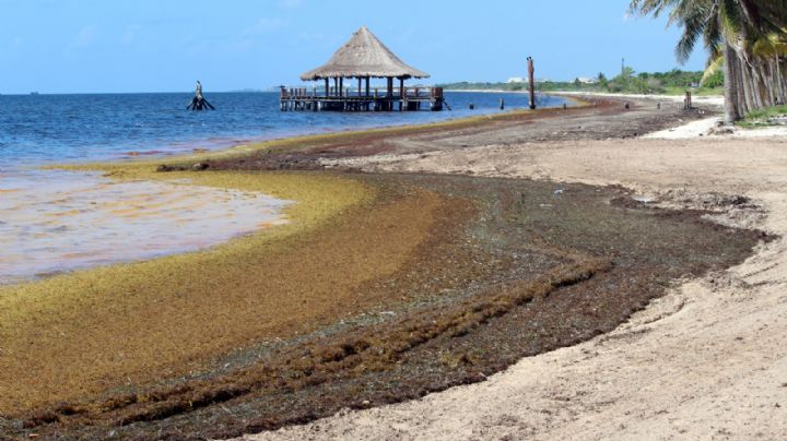 Toneladas de sargazo 'inundan' Playa Coral; autoridades se lavan las manos