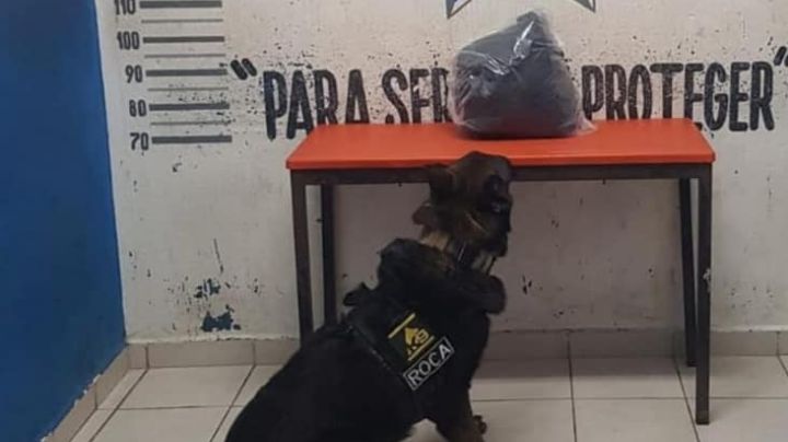 Perro policía encuentra droga en una maleta en el ADO de Playa del Carmen