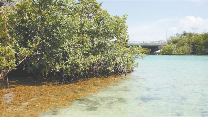Península de Yucatán, la región con mayor superficie de manglar en México: Conabio