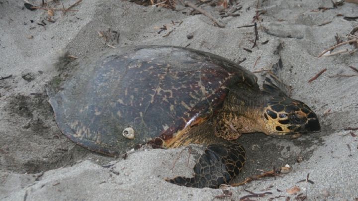 Activistas rescatan más de tres mil huevos de tortuga carey en Campeche