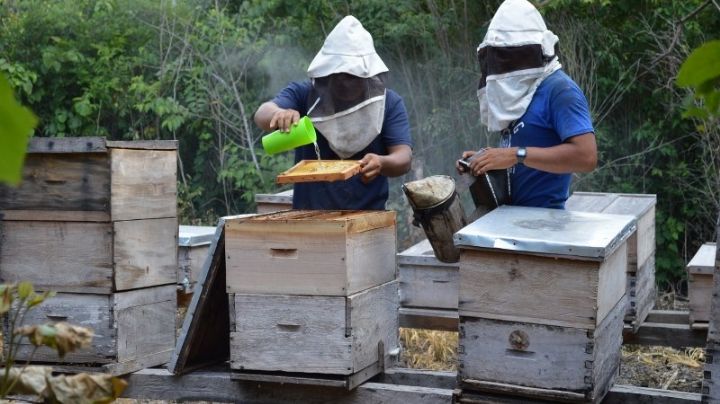 Quintana Roo, tercer lugar peninsular en producción de miel