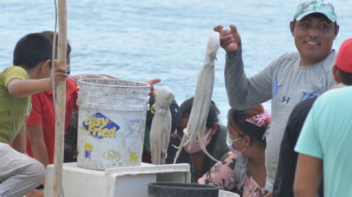 Temporada de pulpo en Yucatán: Pescadores de Celestún capturan 100 kilos de molusco