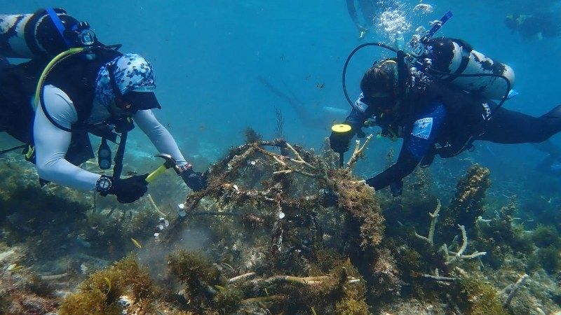 CRIAP siembra más de 30 mil colonias de corales en arrecifes de Puerto Morelos