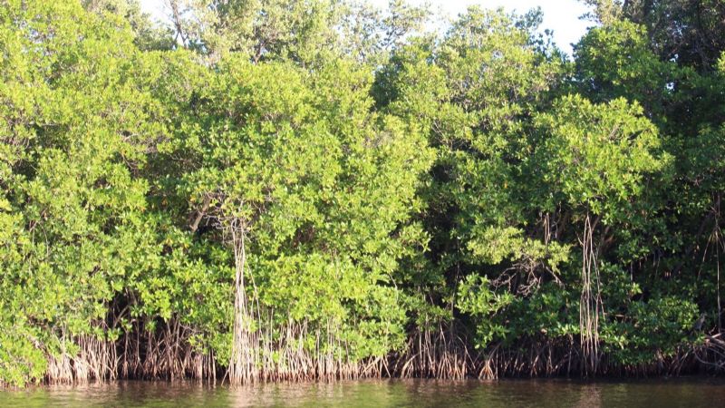 Ciudad del Carmen: Recortes complican restauración de manglares en la Laguna de Términos