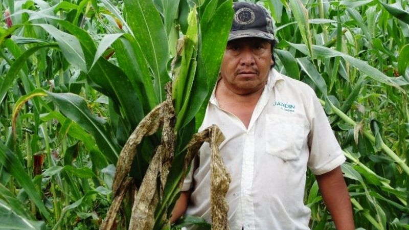 Sequía afecta más de 12 mil hectáreas de milpa a campesinos de José María Morelos