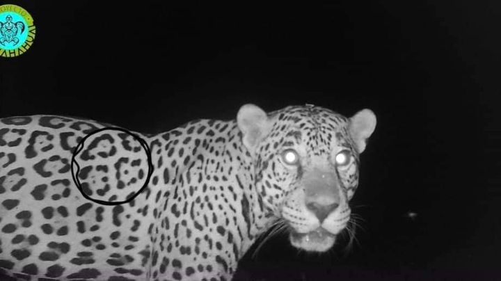 Cámaras captan jaguar en campamento tortuguero de Mahahual, Quintana Roo