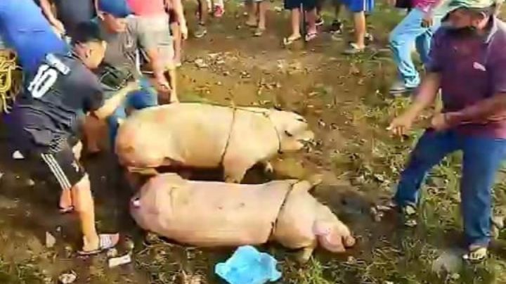 Pobladores rapiñan cerdos de camión accidentado en la carretera Campeche-Mérida